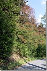 2011 - Erfrorene Bäume I (14.05.11)