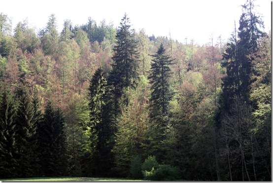2011 - Erfrorene Bäume III (14.05.11)