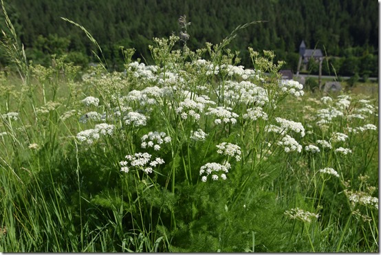 2021 - Bärwurz (29.06.21)