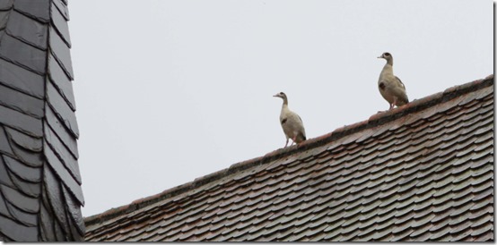 2021 - Mitwitz Konzert Gitarre V (22.08.21)